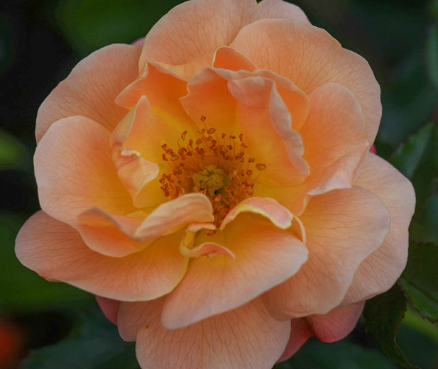 Rose 'Flower Carpet Amber', Rosa 'Flower Carpet Amber', Rosa 'Calizia', Rosa 'NOA97400A', Rosa 'Sedana', Shrub Roses, Groundcover Roses , Yellow roses
